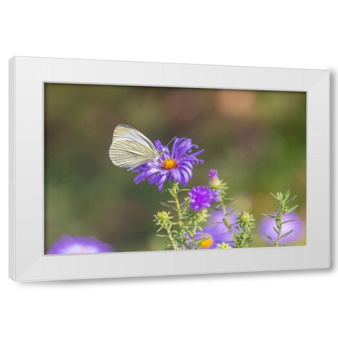 Cabbage white on Frikarts Aster White Modern Wood Framed Art Print by Day, Richard and Susan