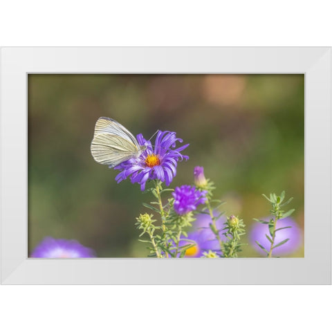 Cabbage white on Frikarts Aster White Modern Wood Framed Art Print by Day, Richard and Susan