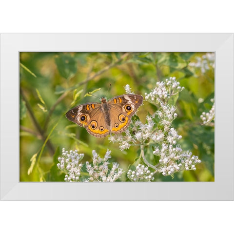 Common Buckeye on Common Boneset White Modern Wood Framed Art Print by Day, Richard and Susan