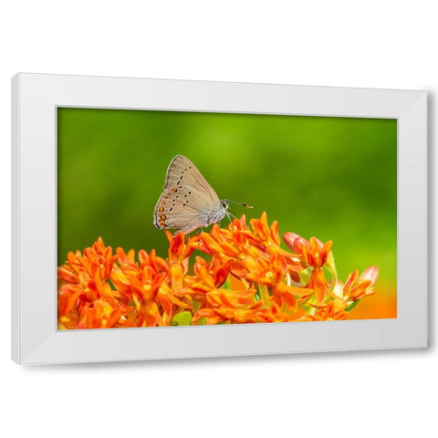 Coral Hairstreak on butterfly milkweed White Modern Wood Framed Art Print by Day, Richard and Susan