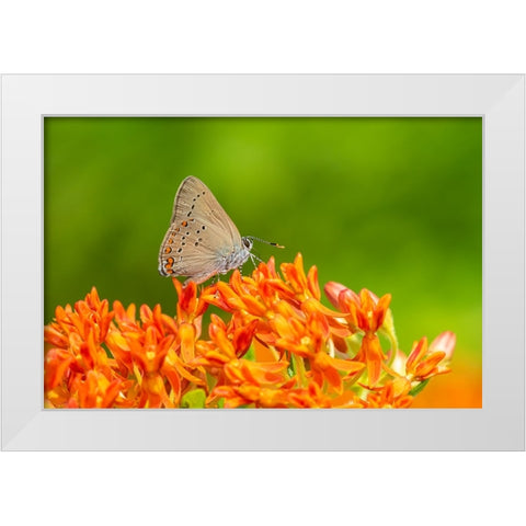 Coral Hairstreak on butterfly milkweed White Modern Wood Framed Art Print by Day, Richard and Susan