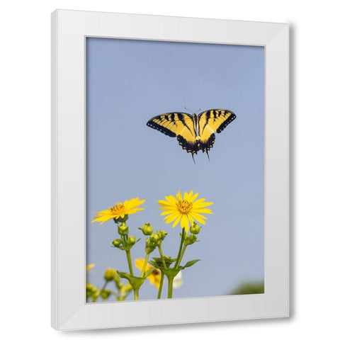 Eastern Tiger swallowtail flying from Cup plant White Modern Wood Framed Art Print by Day, Richard and Susan
