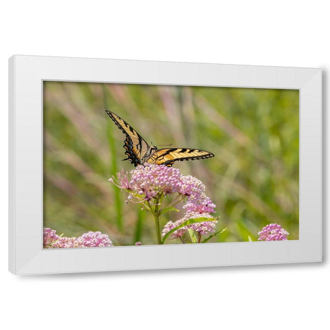 Eastern Tiger swallowtail on swamp milkweed White Modern Wood Framed Art Print by Day, Richard and Susan
