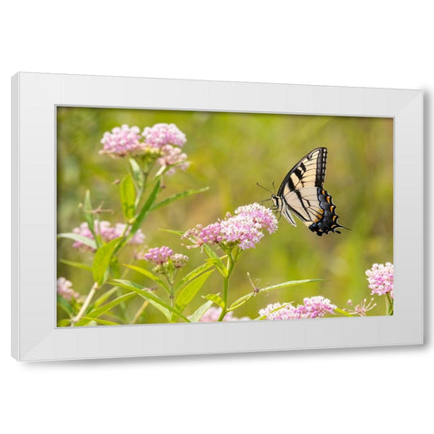 Eastern Tiger swallowtail on swamp milkweed White Modern Wood Framed Art Print by Day, Richard and Susan
