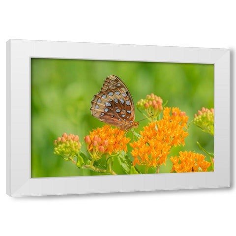 Great Spangled Fritillary on butterfly milkweed White Modern Wood Framed Art Print by Day, Richard and Susan