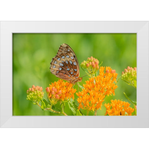 Great Spangled Fritillary on butterfly milkweed White Modern Wood Framed Art Print by Day, Richard and Susan