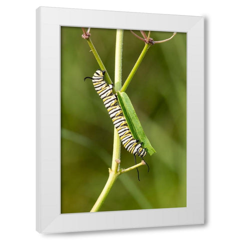 Monarch caterpillar on swamp milkweed White Modern Wood Framed Art Print by Day, Richard and Susan