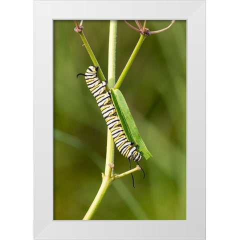 Monarch caterpillar on swamp milkweed White Modern Wood Framed Art Print by Day, Richard and Susan