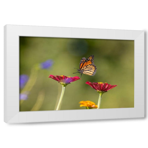 Monarch flying White Modern Wood Framed Art Print by Day, Richard and Susan