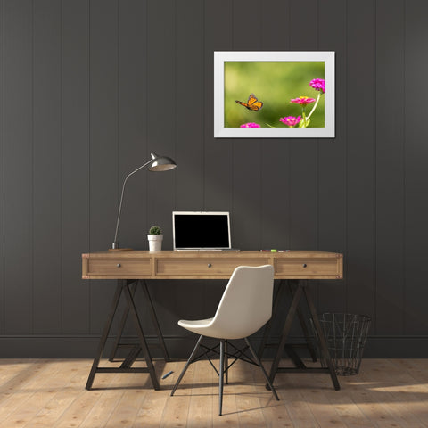 Monarch flying White Modern Wood Framed Art Print by Day, Richard and Susan