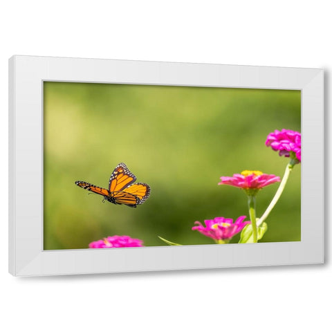 Monarch flying White Modern Wood Framed Art Print by Day, Richard and Susan