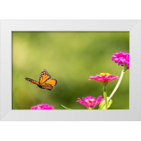 Monarch flying White Modern Wood Framed Art Print by Day, Richard and Susan