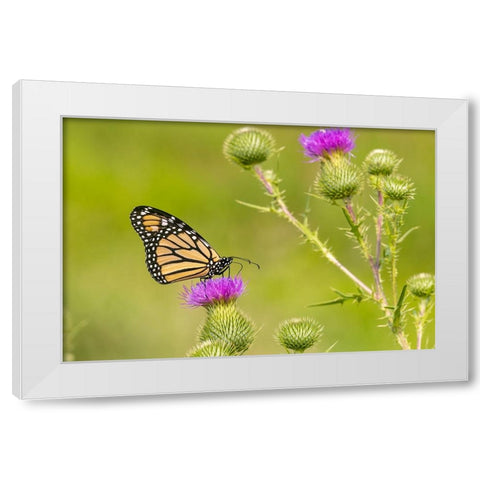 Monarch on Bull thistle White Modern Wood Framed Art Print by Day, Richard and Susan