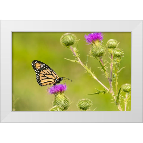Monarch on Bull thistle White Modern Wood Framed Art Print by Day, Richard and Susan