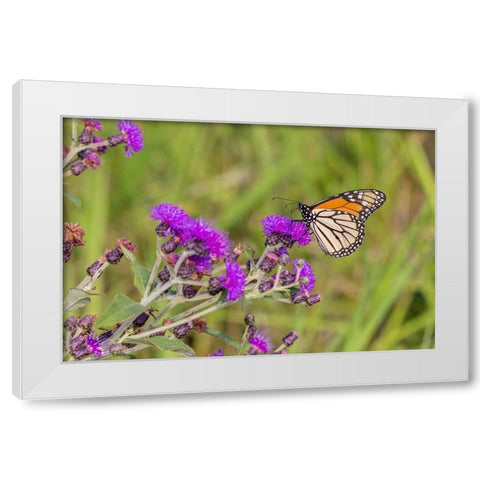 Monarch on Missouri Ironweed White Modern Wood Framed Art Print by Day, Richard and Susan