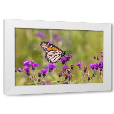 Monarch on Missouri Ironweed White Modern Wood Framed Art Print by Day, Richard and Susan