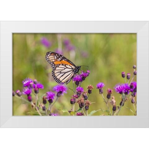 Monarch on Missouri Ironweed White Modern Wood Framed Art Print by Day, Richard and Susan