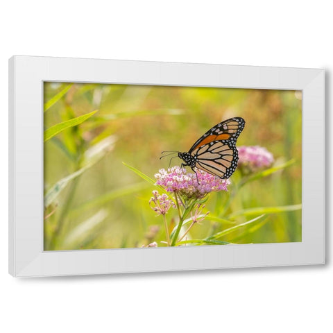 Monarch on swamp milkweed White Modern Wood Framed Art Print by Day, Richard and Susan