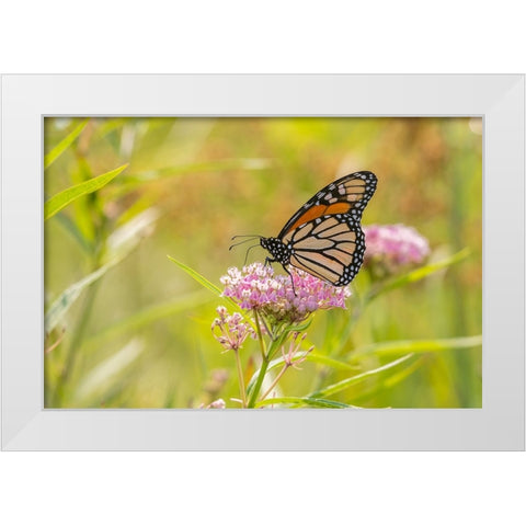 Monarch on swamp milkweed White Modern Wood Framed Art Print by Day, Richard and Susan
