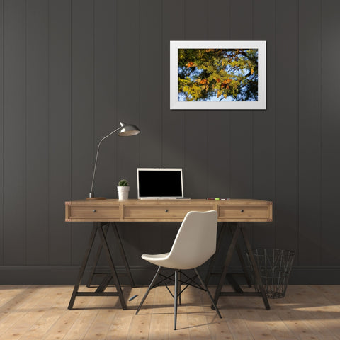 Monarchs gathering to roost in Cedar tree during migration south White Modern Wood Framed Art Print by Day, Richard and Susan