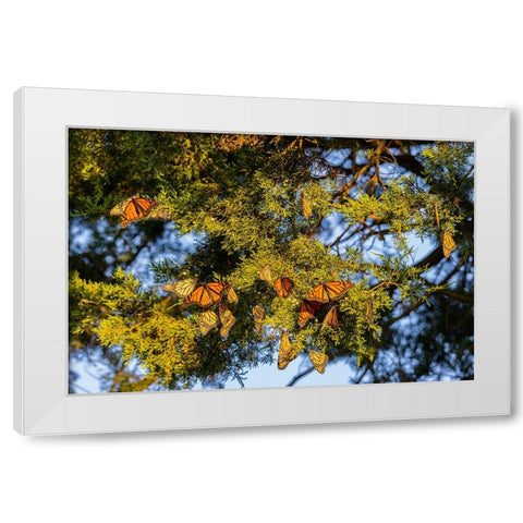 Monarchs gathering to roost in Cedar tree during migration south White Modern Wood Framed Art Print by Day, Richard and Susan