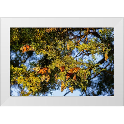 Monarchs gathering to roost in Cedar tree during migration south White Modern Wood Framed Art Print by Day, Richard and Susan