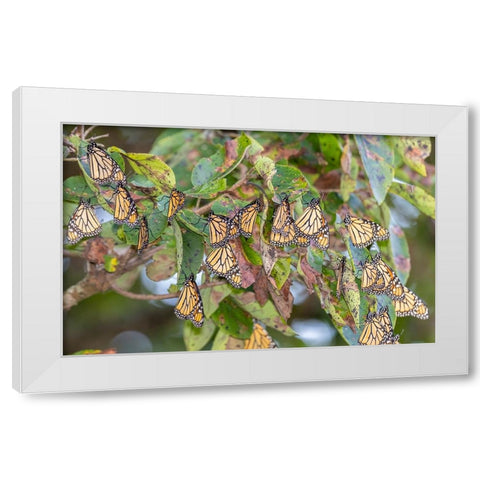 Monarchs gathering to roost in tree during migration south White Modern Wood Framed Art Print by Day, Richard and Susan