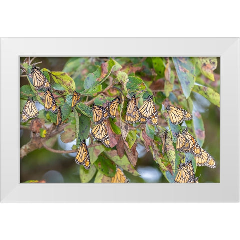 Monarchs gathering to roost in tree during migration south White Modern Wood Framed Art Print by Day, Richard and Susan
