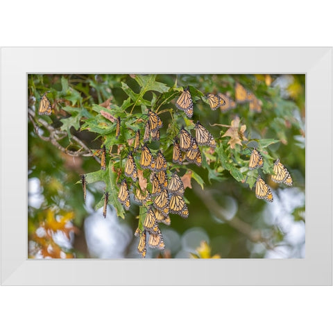Monarchs gathering to roost in tree during migration south White Modern Wood Framed Art Print by Day, Richard and Susan