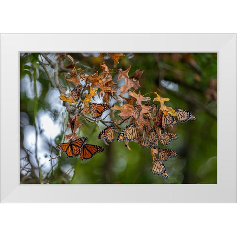 Monarchs gathering to roost in tree during migration south White Modern Wood Framed Art Print by Day, Richard and Susan