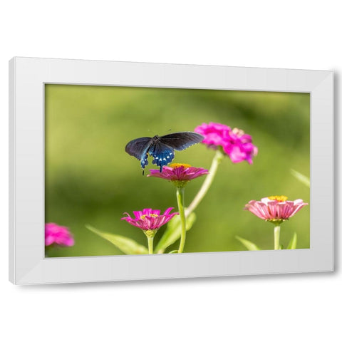 Pipevine swallowtail flying White Modern Wood Framed Art Print by Day, Richard and Susan