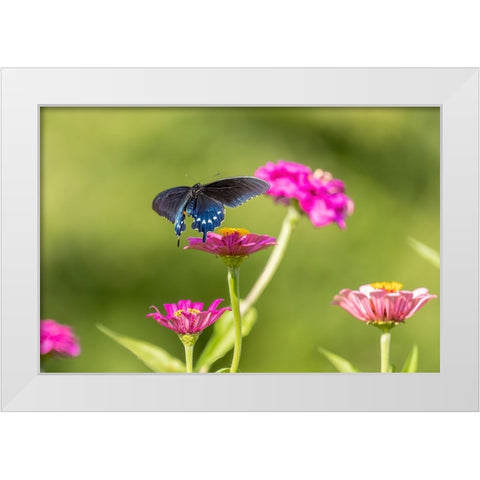 Pipevine swallowtail flying White Modern Wood Framed Art Print by Day, Richard and Susan
