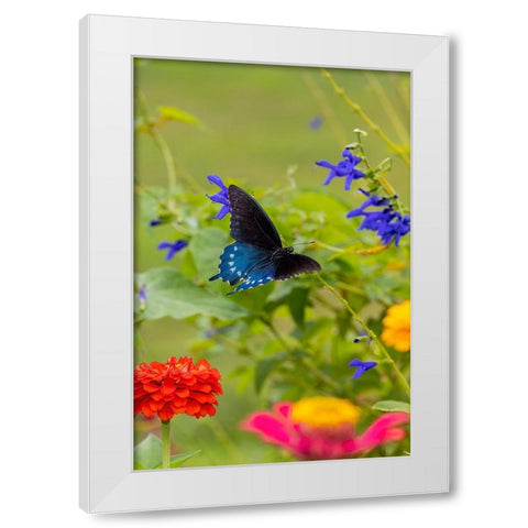 Pipevine swallowtail flying White Modern Wood Framed Art Print by Day, Richard and Susan