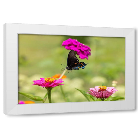 Pipevine swallowtail flying White Modern Wood Framed Art Print by Day, Richard and Susan