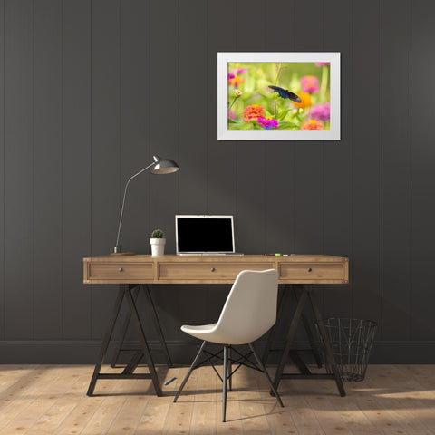Pipevine swallowtail male flying over zinnia White Modern Wood Framed Art Print by Day, Richard and Susan