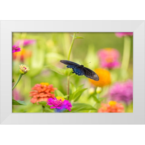 Pipevine swallowtail male flying over zinnia White Modern Wood Framed Art Print by Day, Richard and Susan