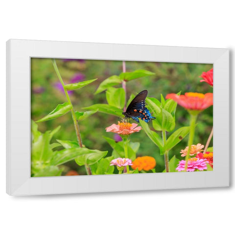 Pipevine swallowtail on zinnia White Modern Wood Framed Art Print by Day, Richard and Susan
