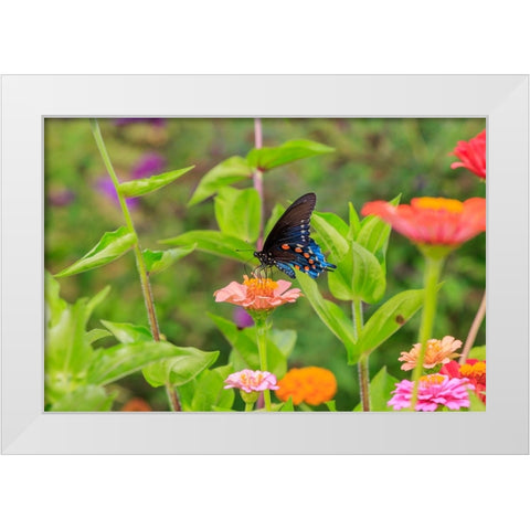 Pipevine swallowtail on zinnia White Modern Wood Framed Art Print by Day, Richard and Susan