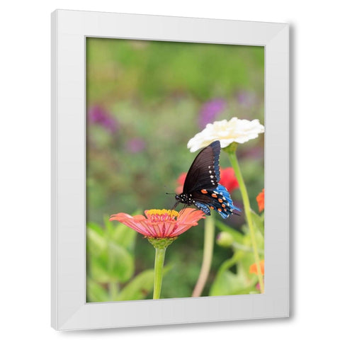 Pipevine swallowtail on zinnia White Modern Wood Framed Art Print by Day, Richard and Susan