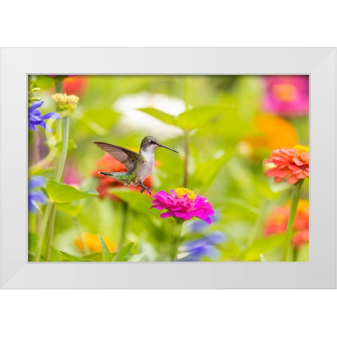 Ruby-throated hummingbird White Modern Wood Framed Art Print by Day, Richard and Susan