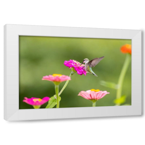 Ruby-throated hummingbird White Modern Wood Framed Art Print by Day, Richard and Susan