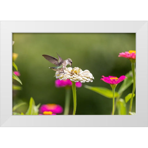 Ruby-throated hummingbird White Modern Wood Framed Art Print by Day, Richard and Susan