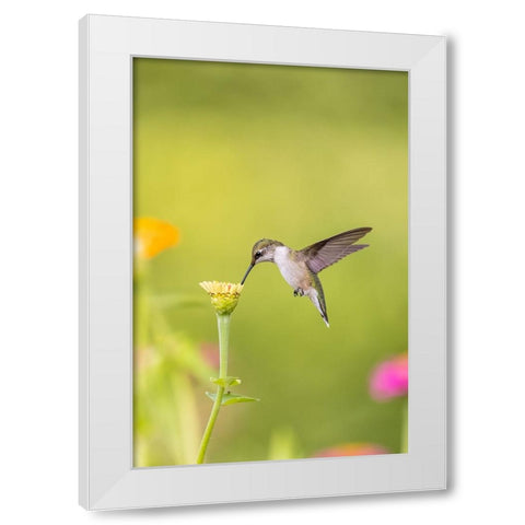 Ruby-throated hummingbird White Modern Wood Framed Art Print by Day, Richard and Susan