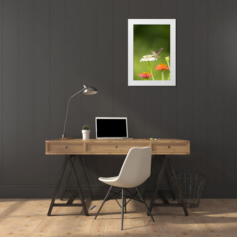 Ruby-throated hummingbird White Modern Wood Framed Art Print by Day, Richard and Susan