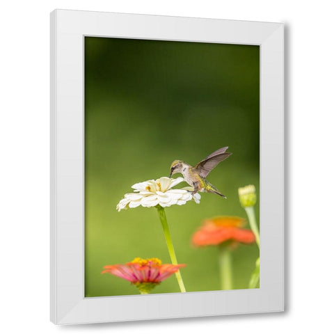 Ruby-throated hummingbird White Modern Wood Framed Art Print by Day, Richard and Susan