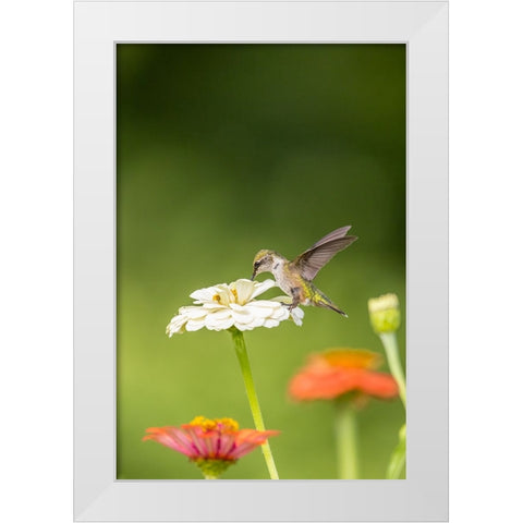 Ruby-throated hummingbird White Modern Wood Framed Art Print by Day, Richard and Susan