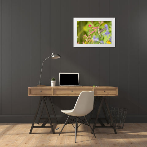 Ruby-throated hummingbird White Modern Wood Framed Art Print by Day, Richard and Susan