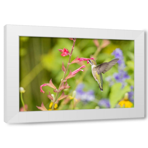 Ruby-throated hummingbird White Modern Wood Framed Art Print by Day, Richard and Susan