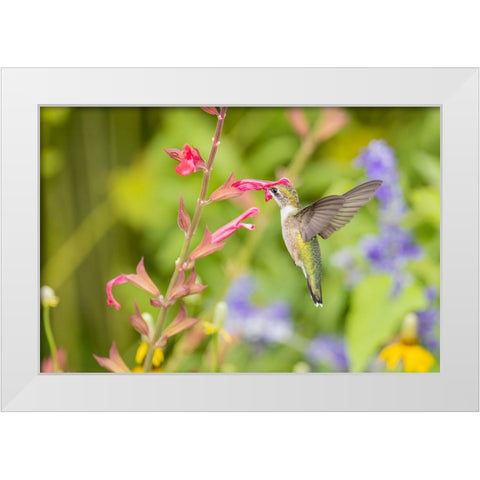 Ruby-throated hummingbird White Modern Wood Framed Art Print by Day, Richard and Susan