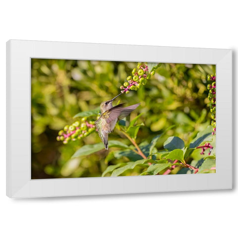 Ruby-throated hummingbird at American pokeweed White Modern Wood Framed Art Print by Day, Richard and Susan